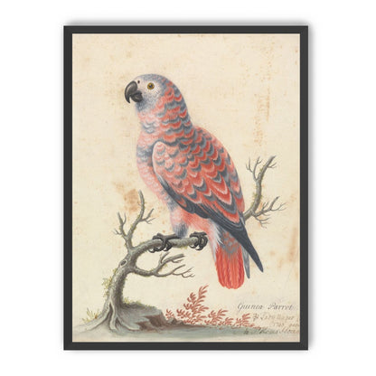 Parrot among bare branches