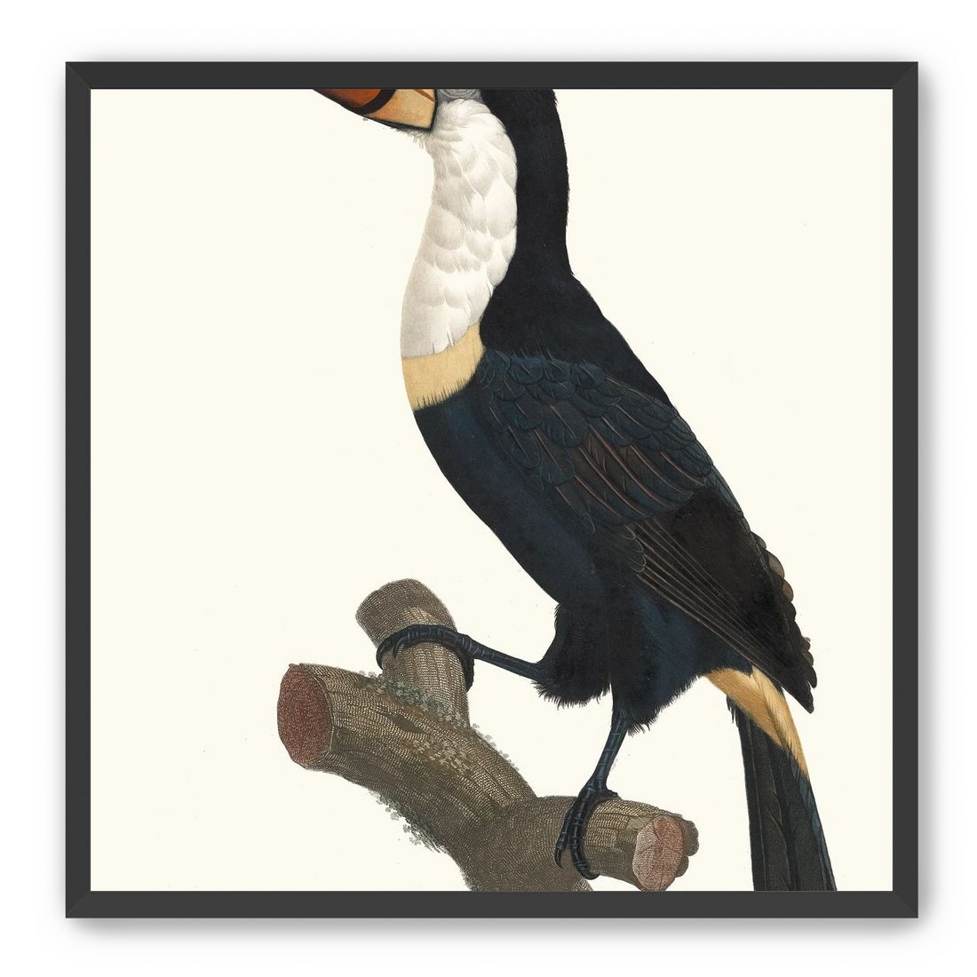 Hornbill on cut branch