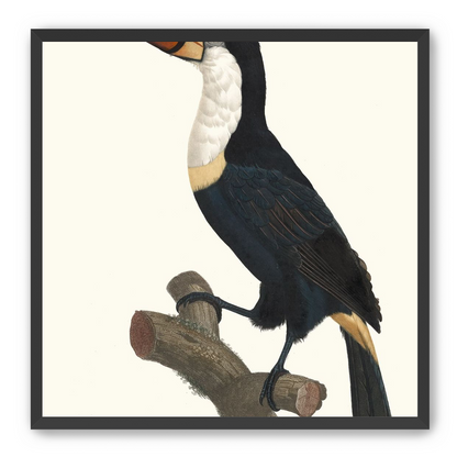 Hornbill on cut branch