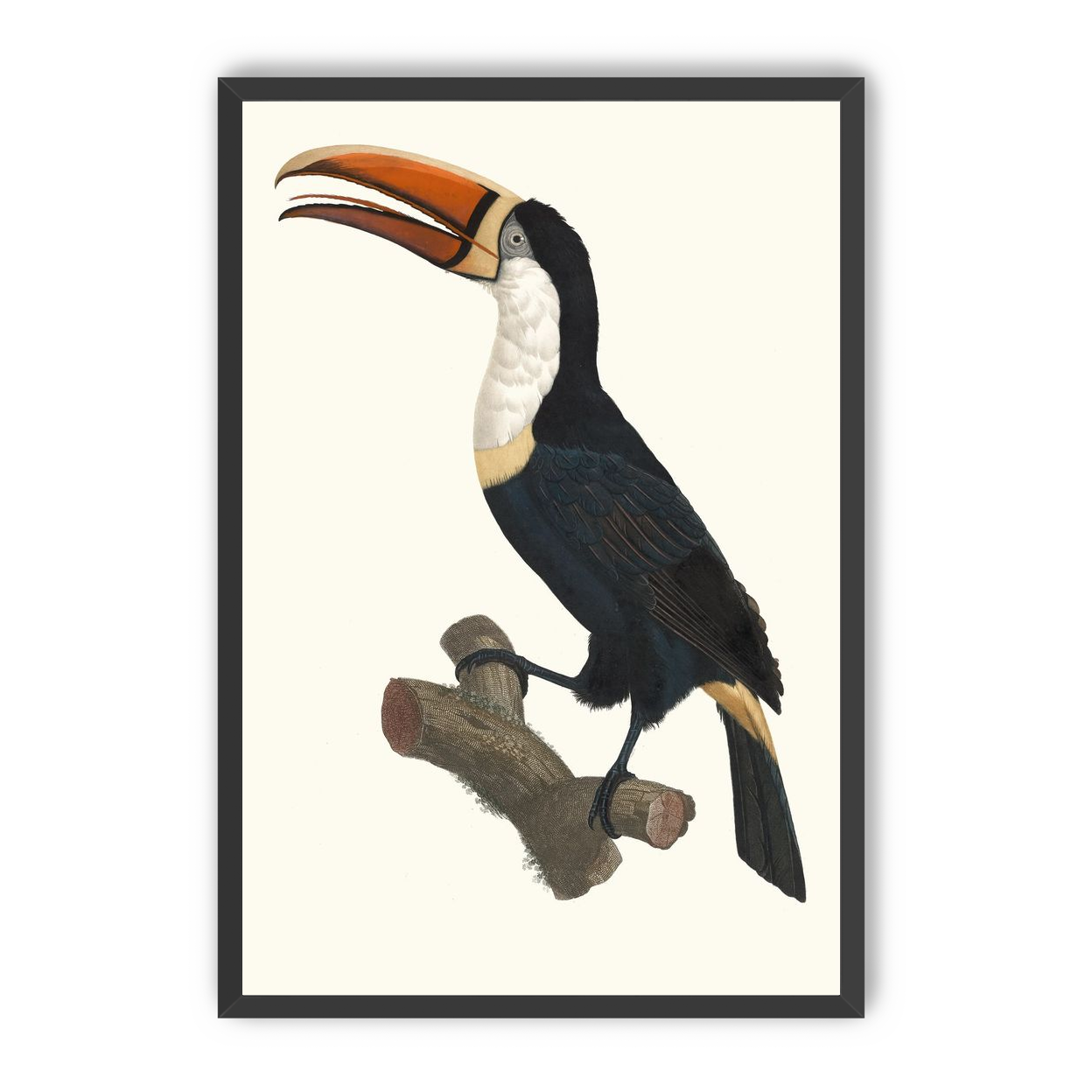 Hornbill on cut branch