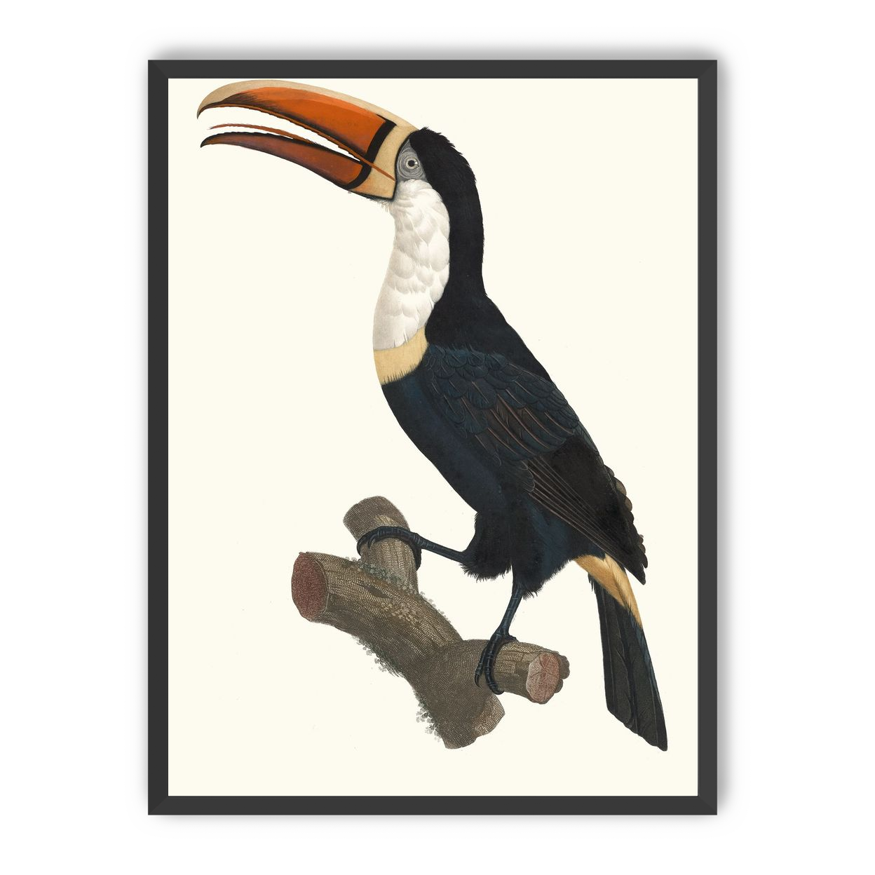 Hornbill on cut branch