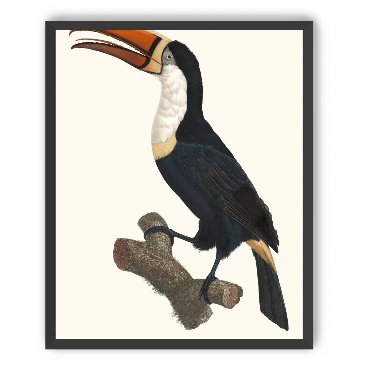 Hornbill on cut branch