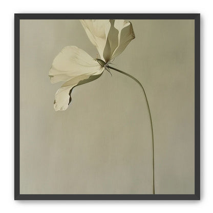 Cream petals in gray green air