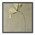 Cream petals in gray green air