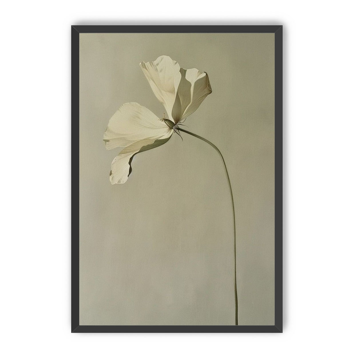 Cream petals in gray green air