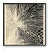 Convergence within black stripes