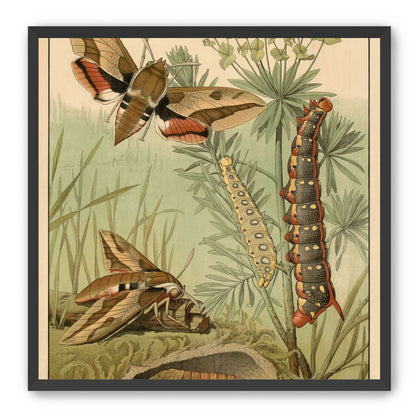 Red bands on moth wings