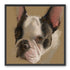 Close portrait with upright ears