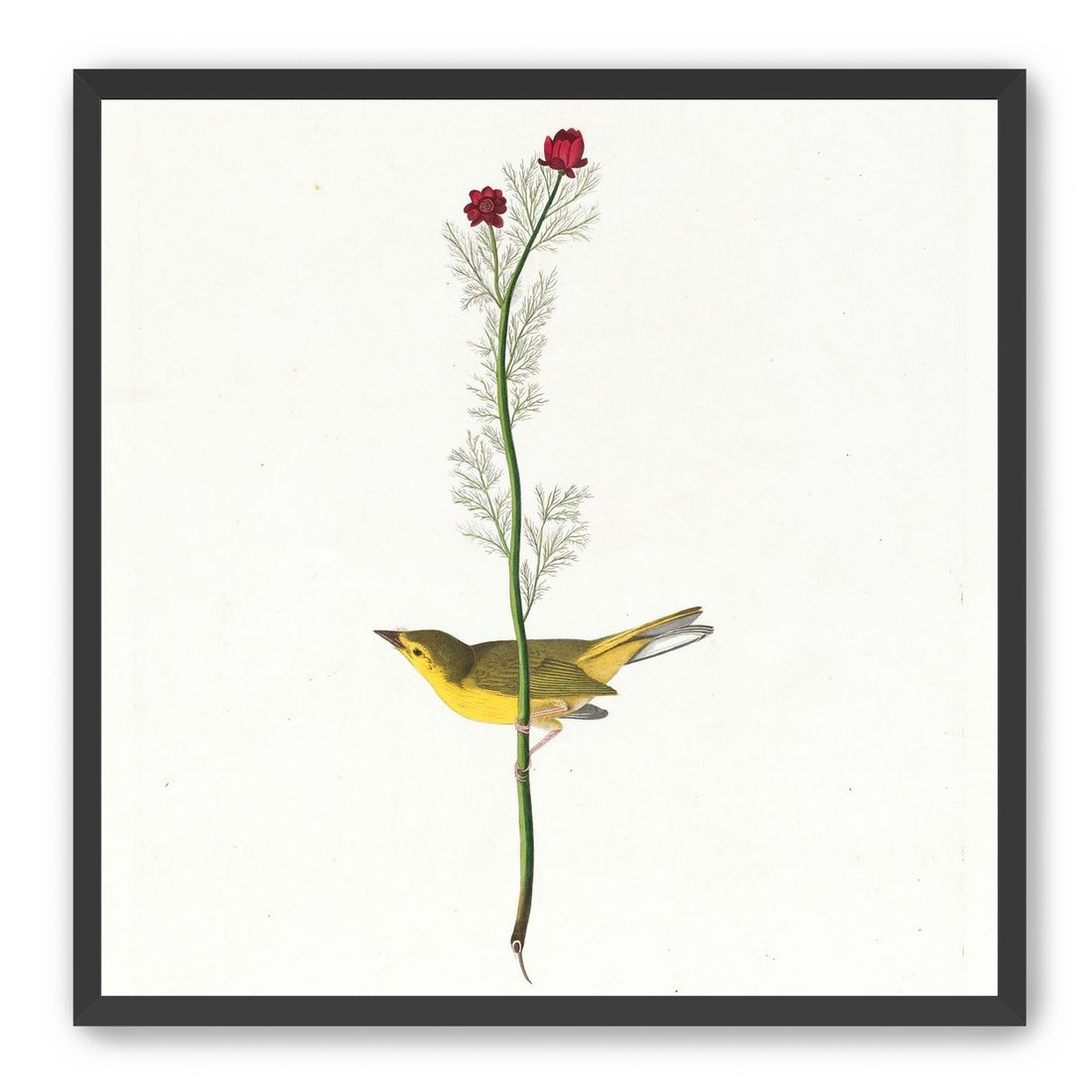 A yellow bird beneath red blooms