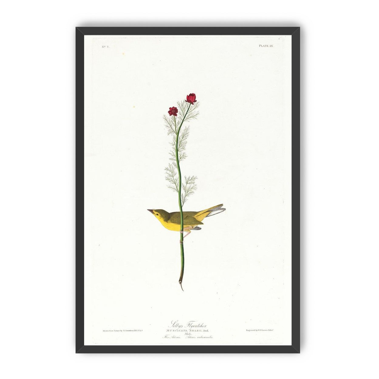 A yellow bird beneath red blooms