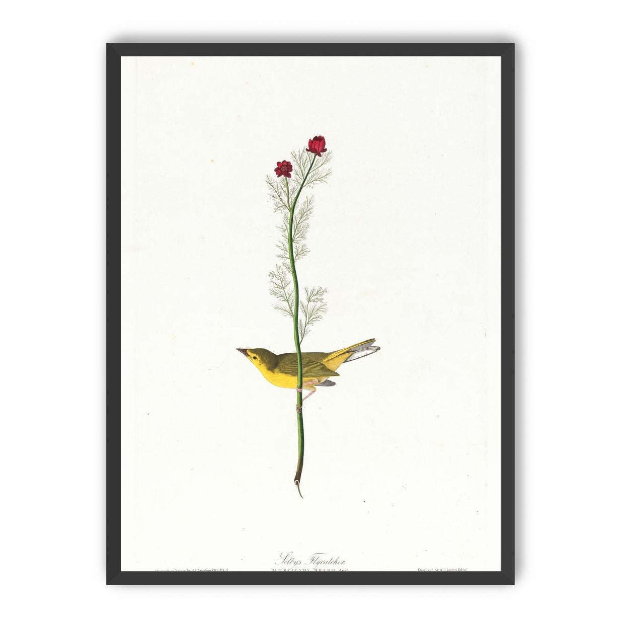 A yellow bird beneath red blooms