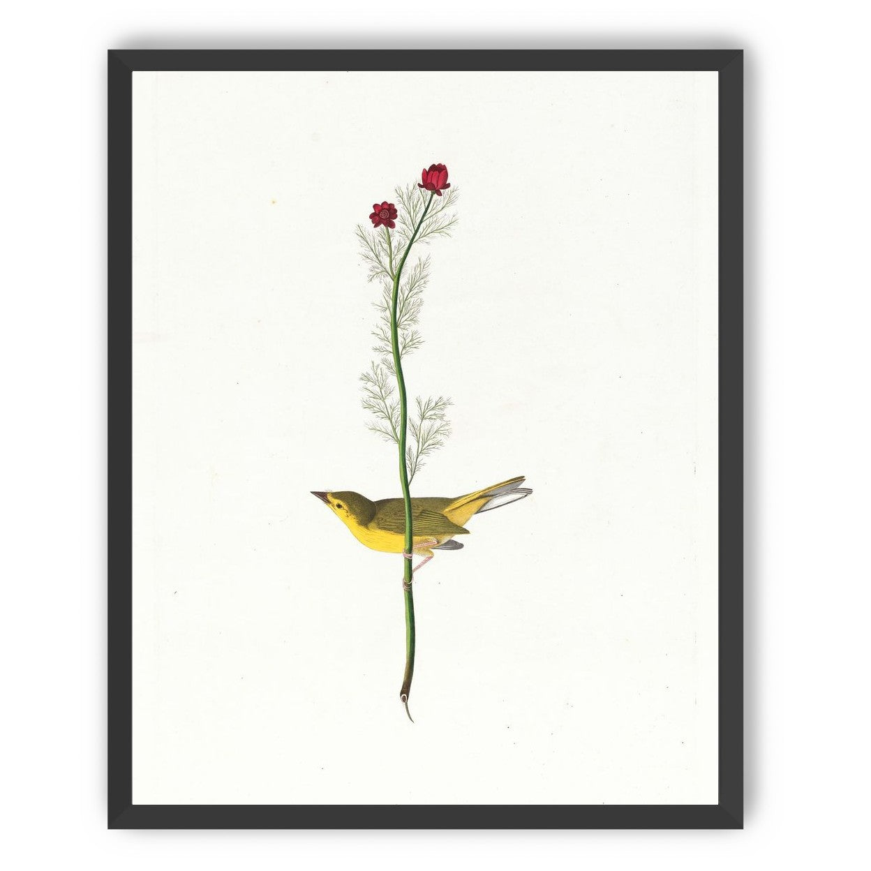 A yellow bird beneath red blooms