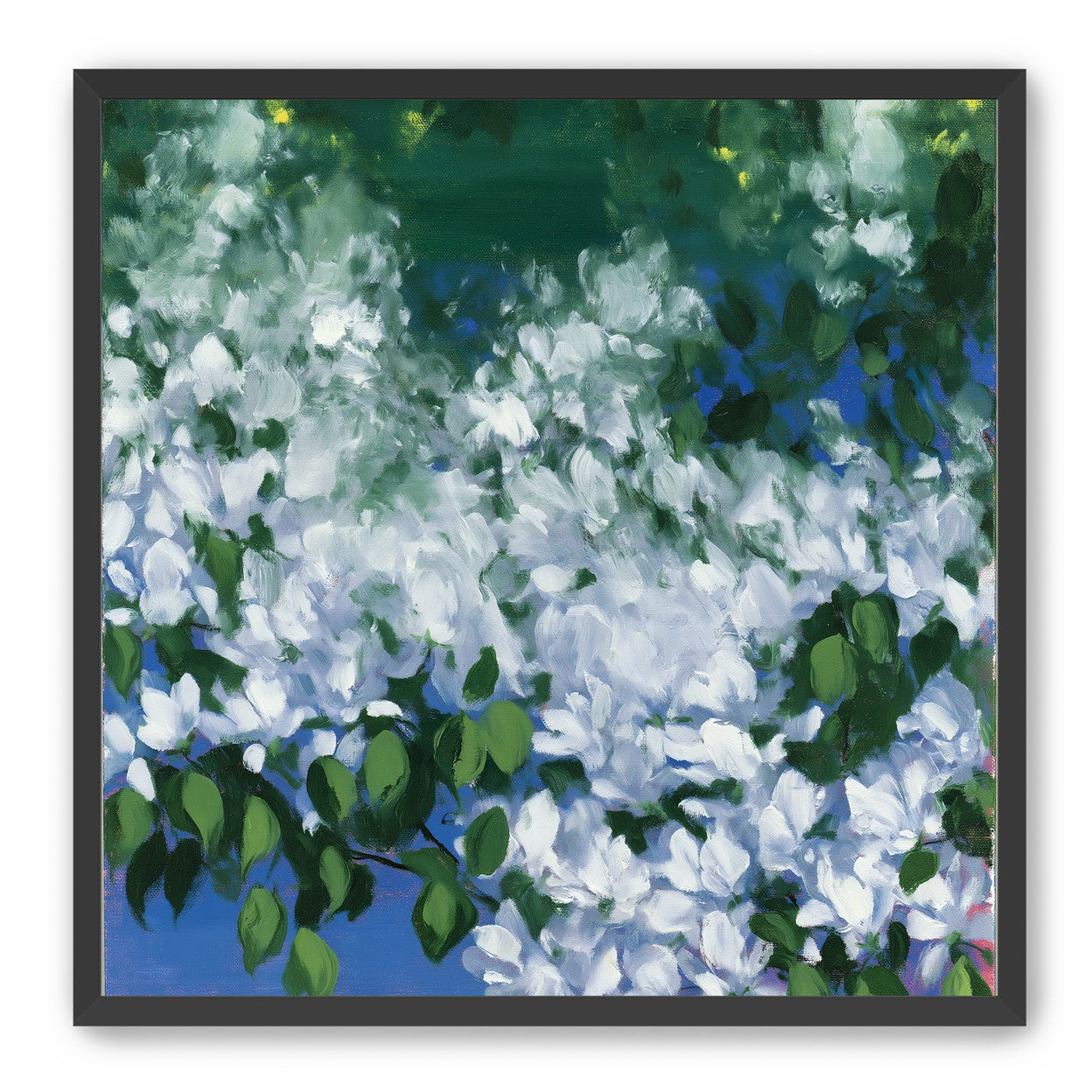 White blossoms over blue shade