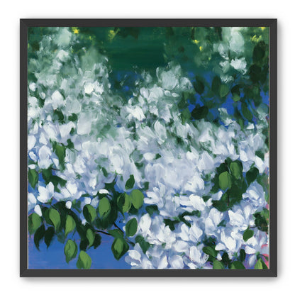 White blossoms over blue shade