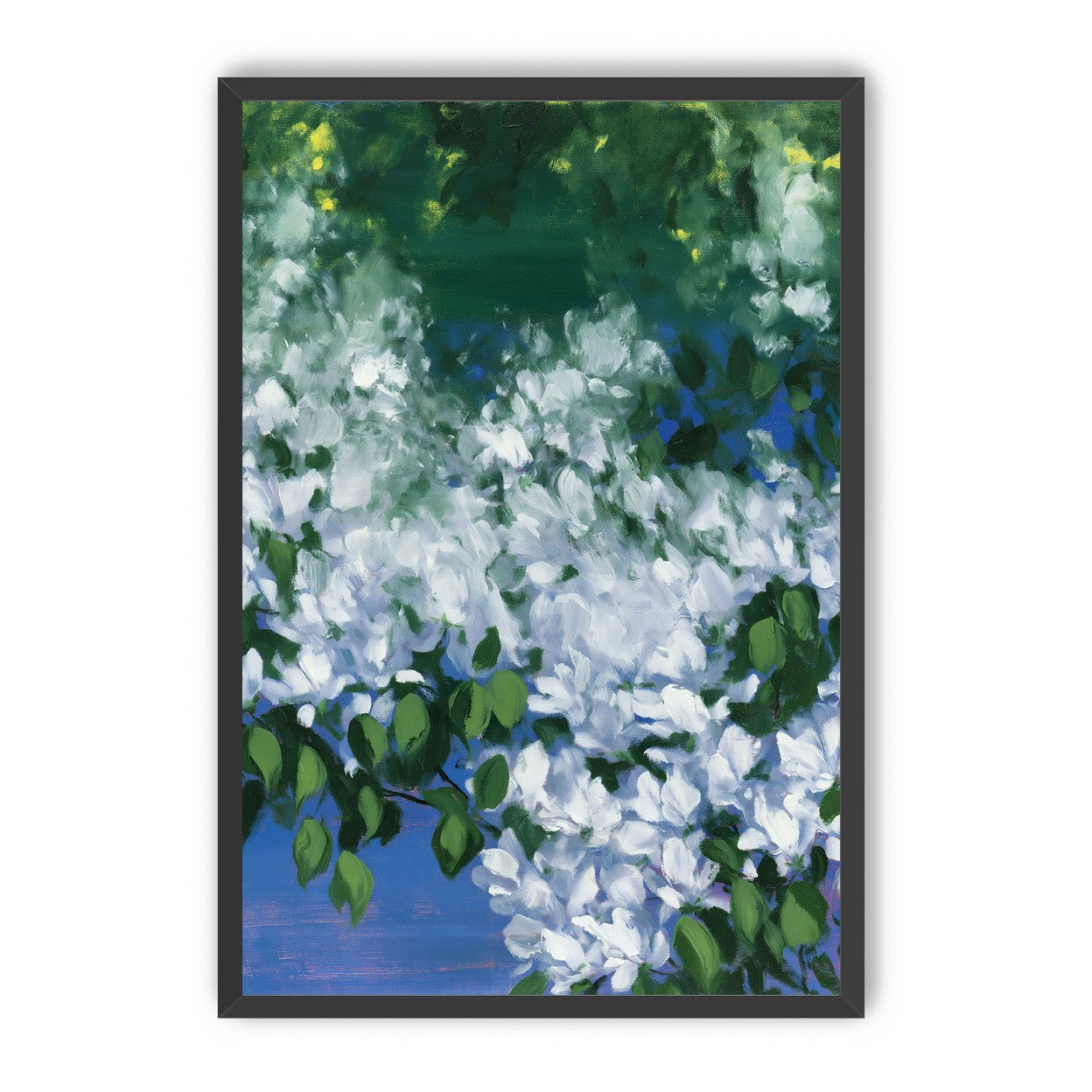 White blossoms over blue shade