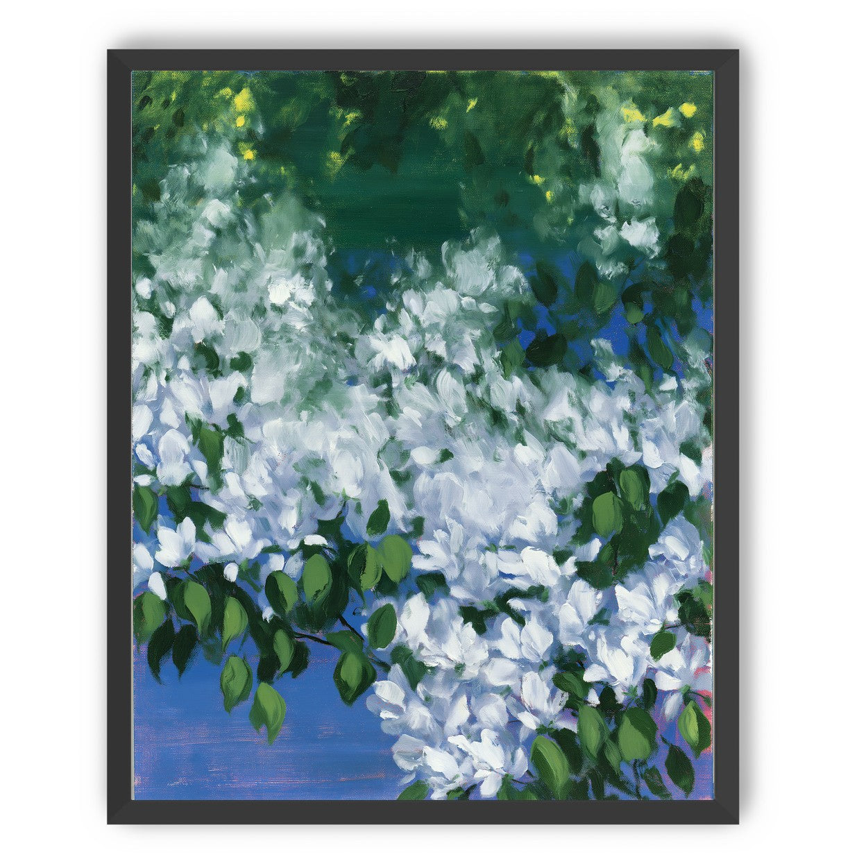 White blossoms over blue shade