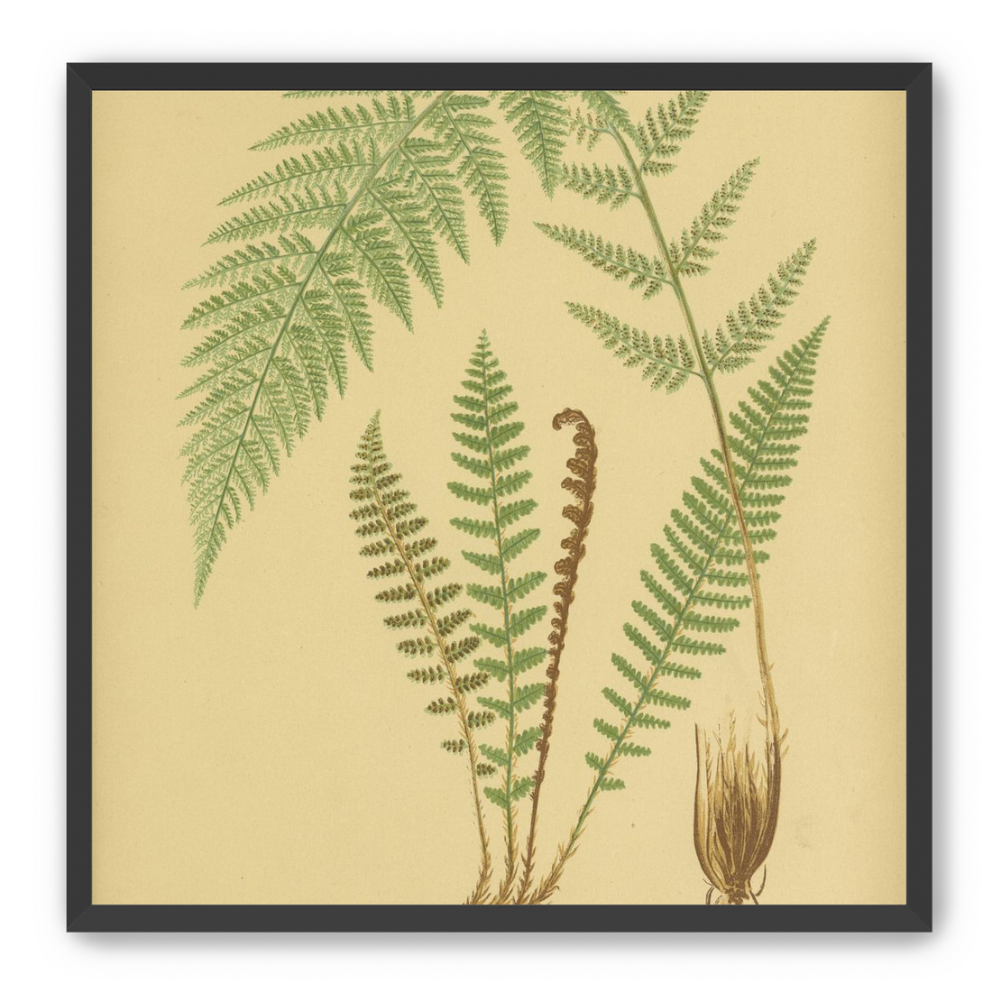 Fern fronds on tan paper