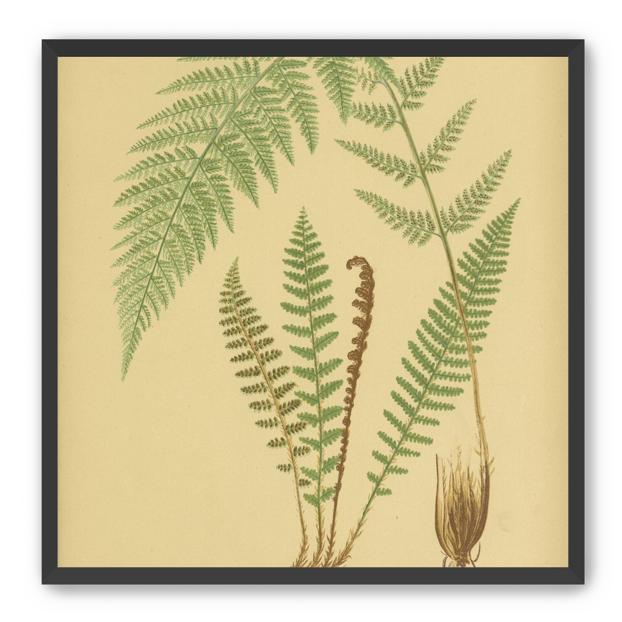 Fern fronds on tan paper