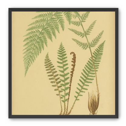 Fern fronds on tan paper