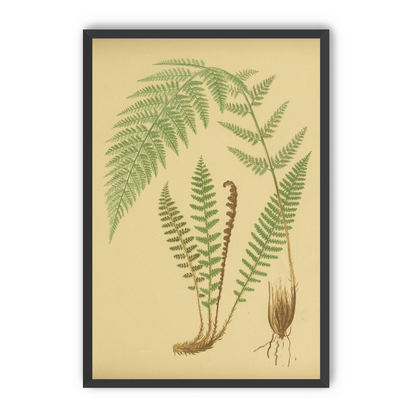 Fern fronds on tan paper