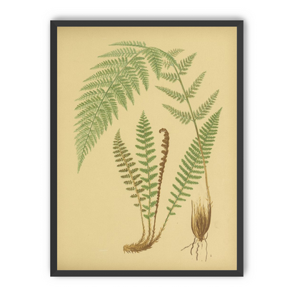 Fern fronds on tan paper