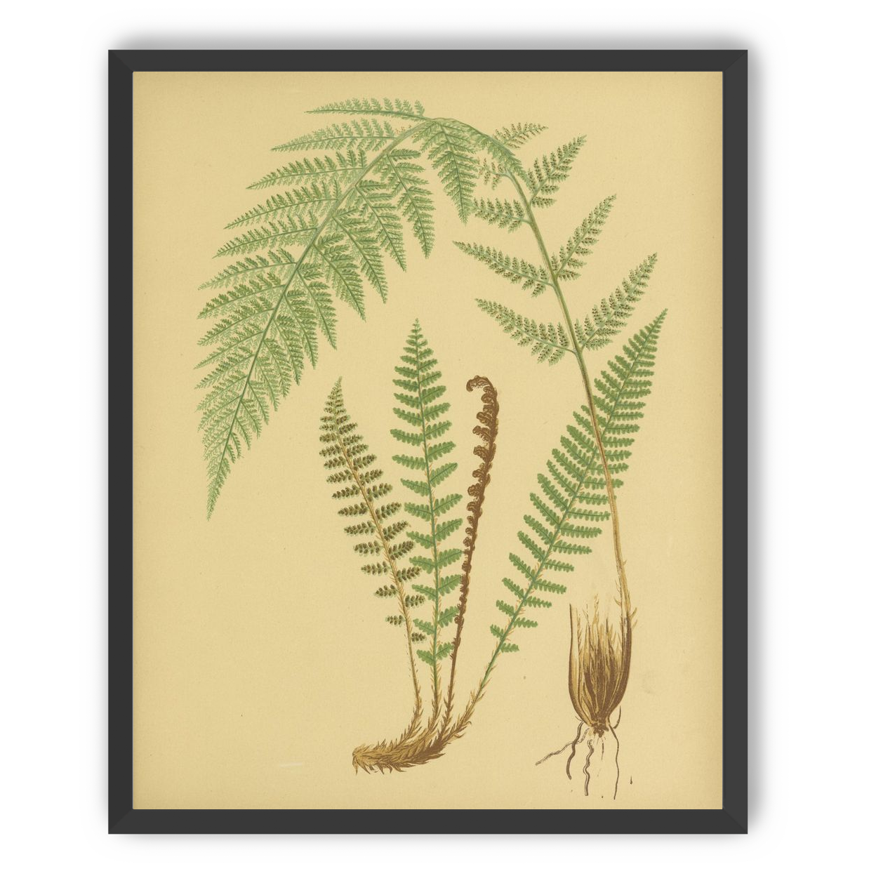 Fern fronds on tan paper