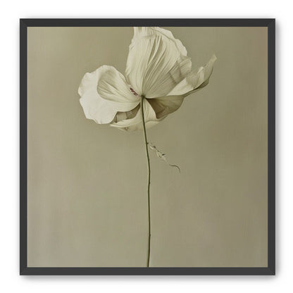 Ivory bloom in gray air