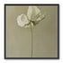Ivory bloom in gray air