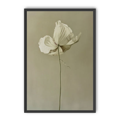 Ivory bloom in gray air