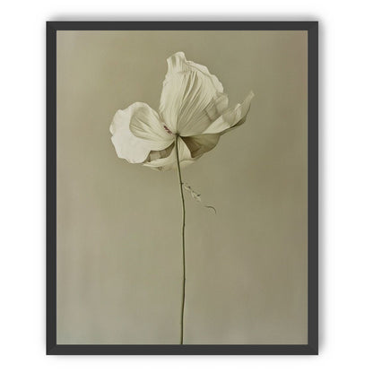 Ivory bloom in gray air
