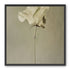 One flower and its hush