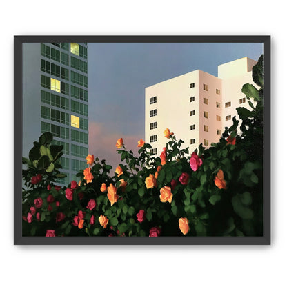 Roses below lit windows