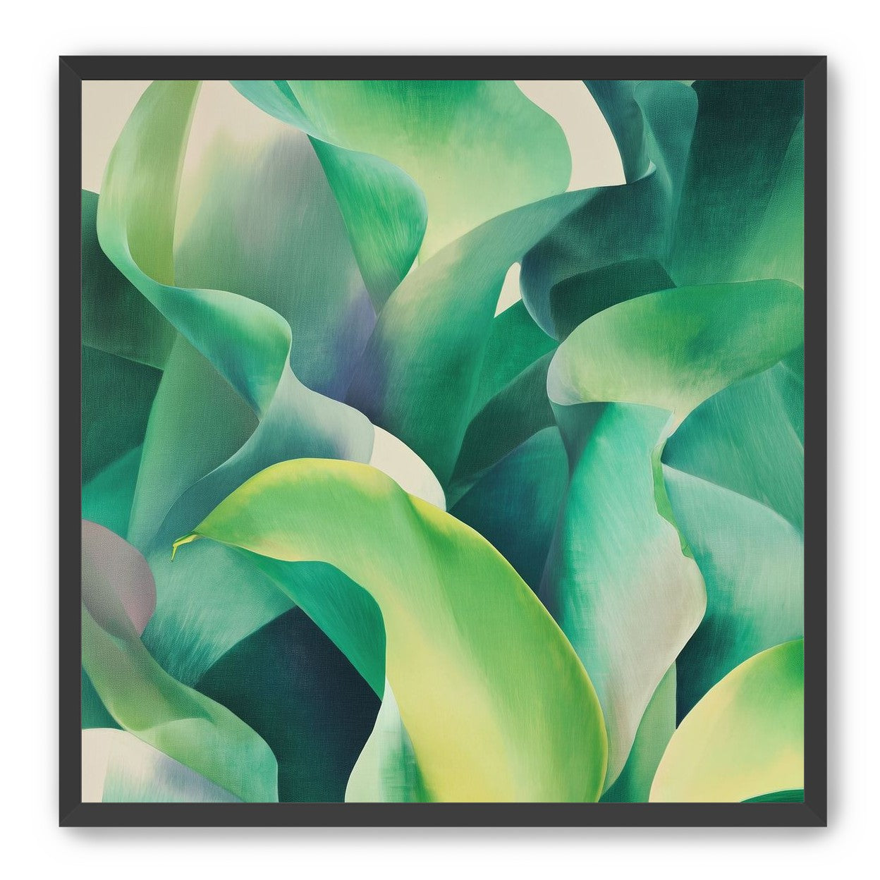 Calla lilies crowd the light
