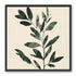 Dark green leaves on cream