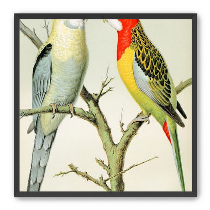 Beaks across the branch