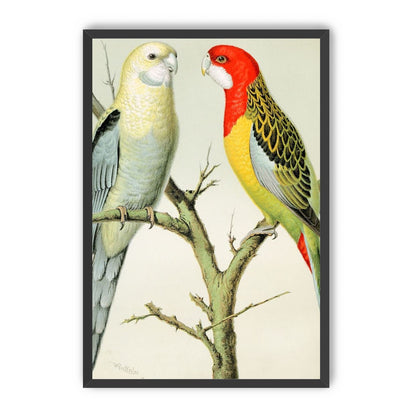 Beaks across the branch