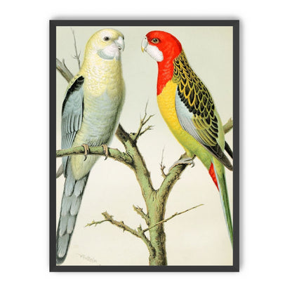 Beaks across the branch