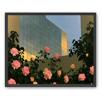 Roses against the glass wall