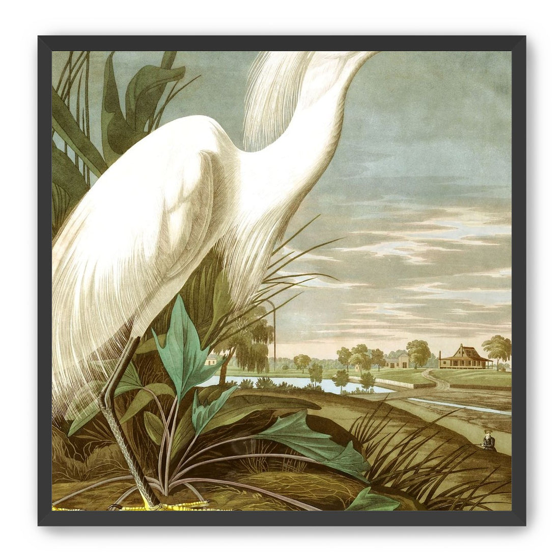 White Egret