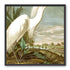 White Egret