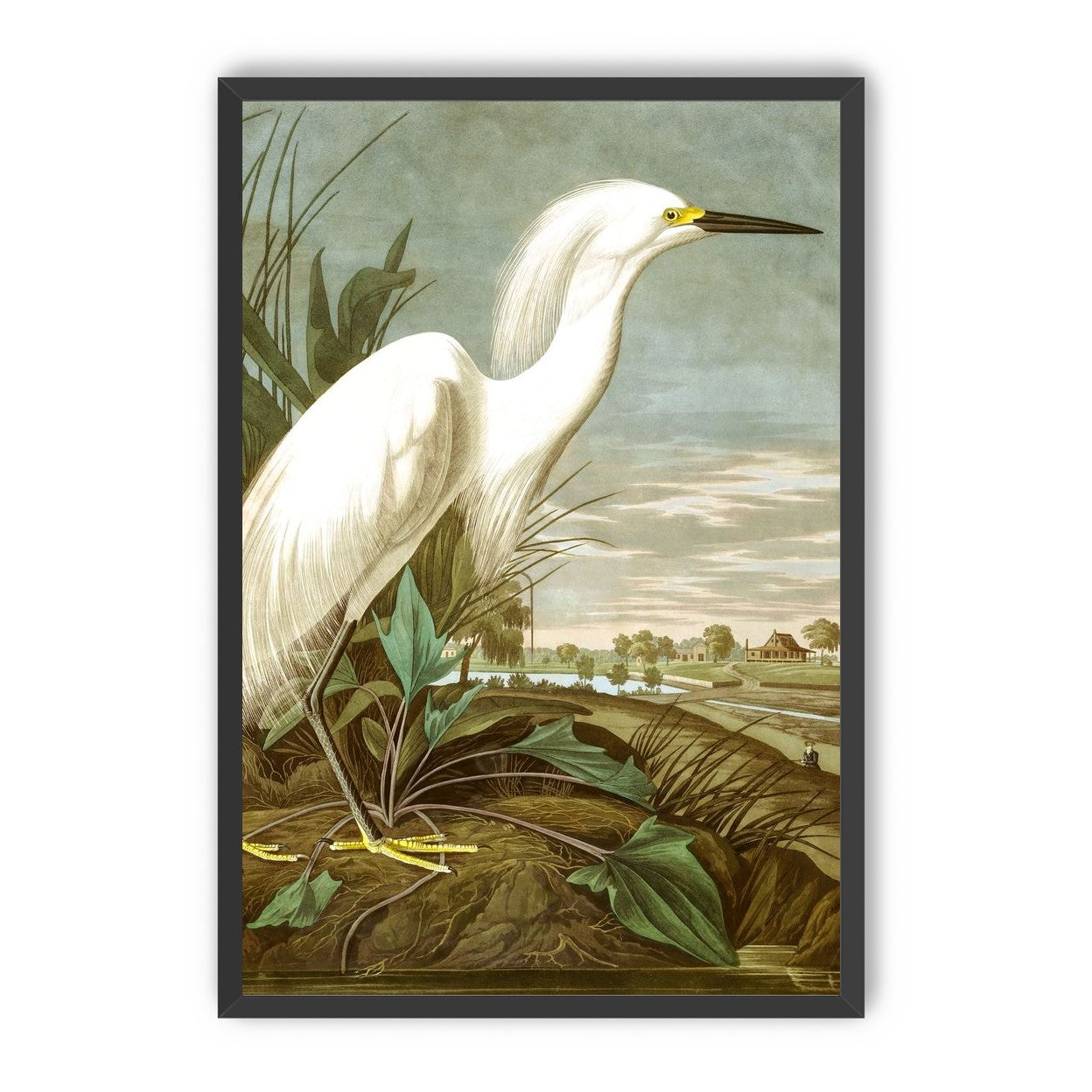White Egret