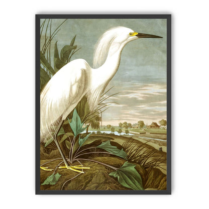 White Egret