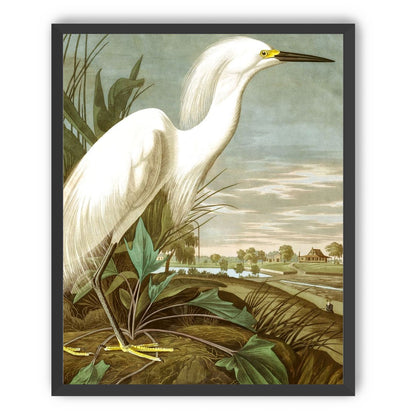White Egret