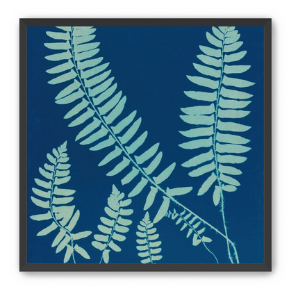 Fern shadows in blue