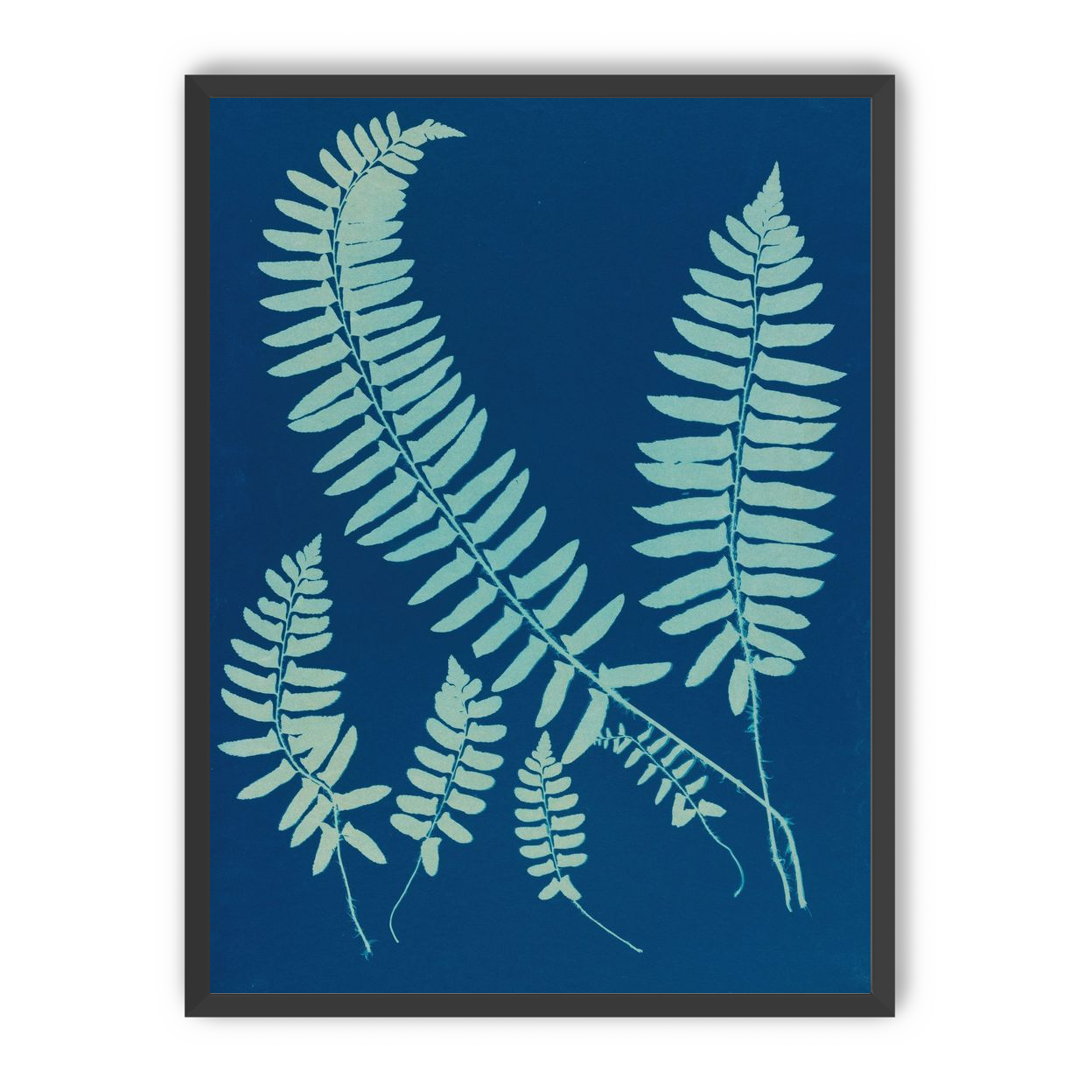 Fern shadows in blue