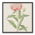 Delicate Blush
