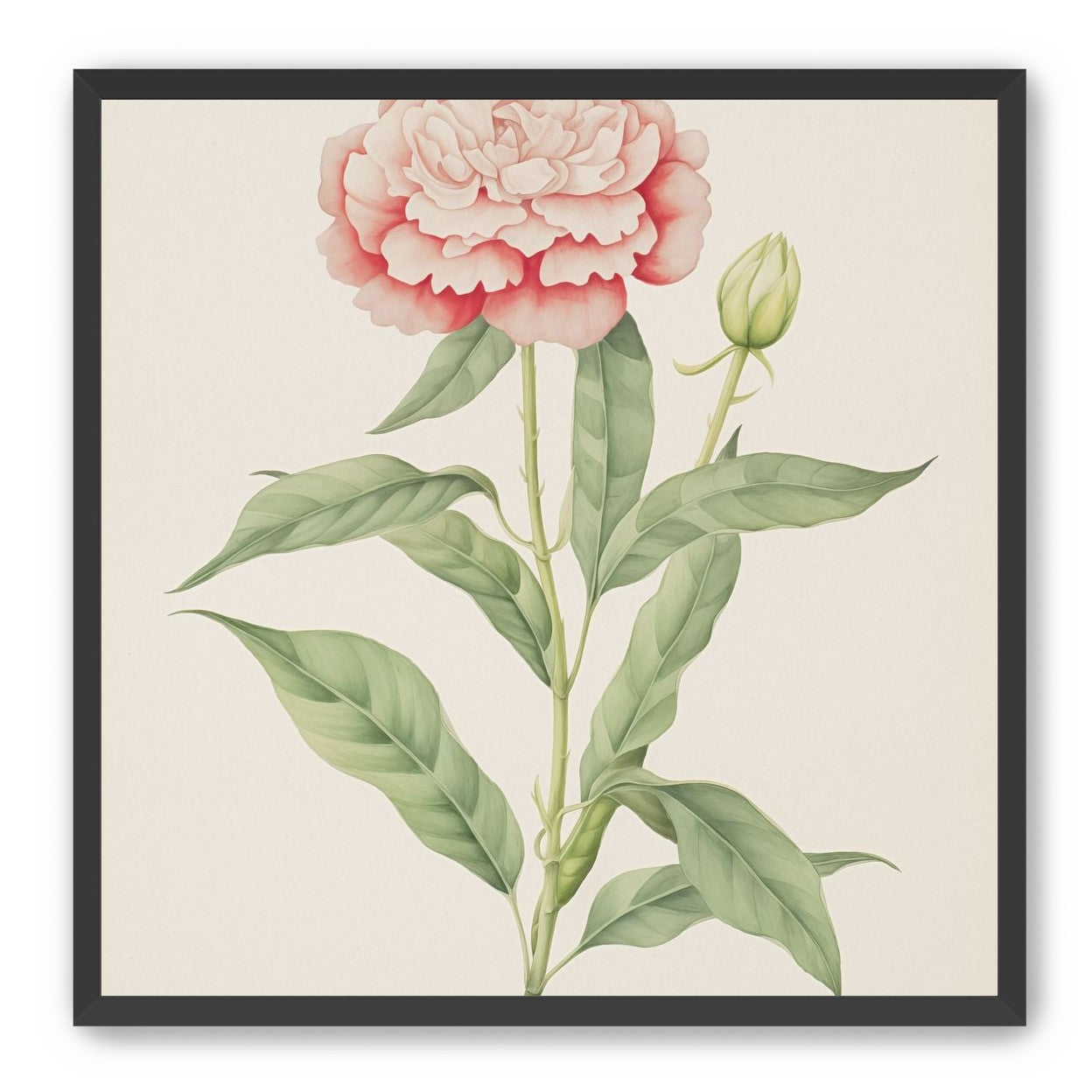Delicate Blush