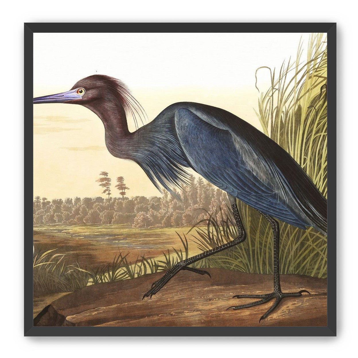 Great Blue Heron