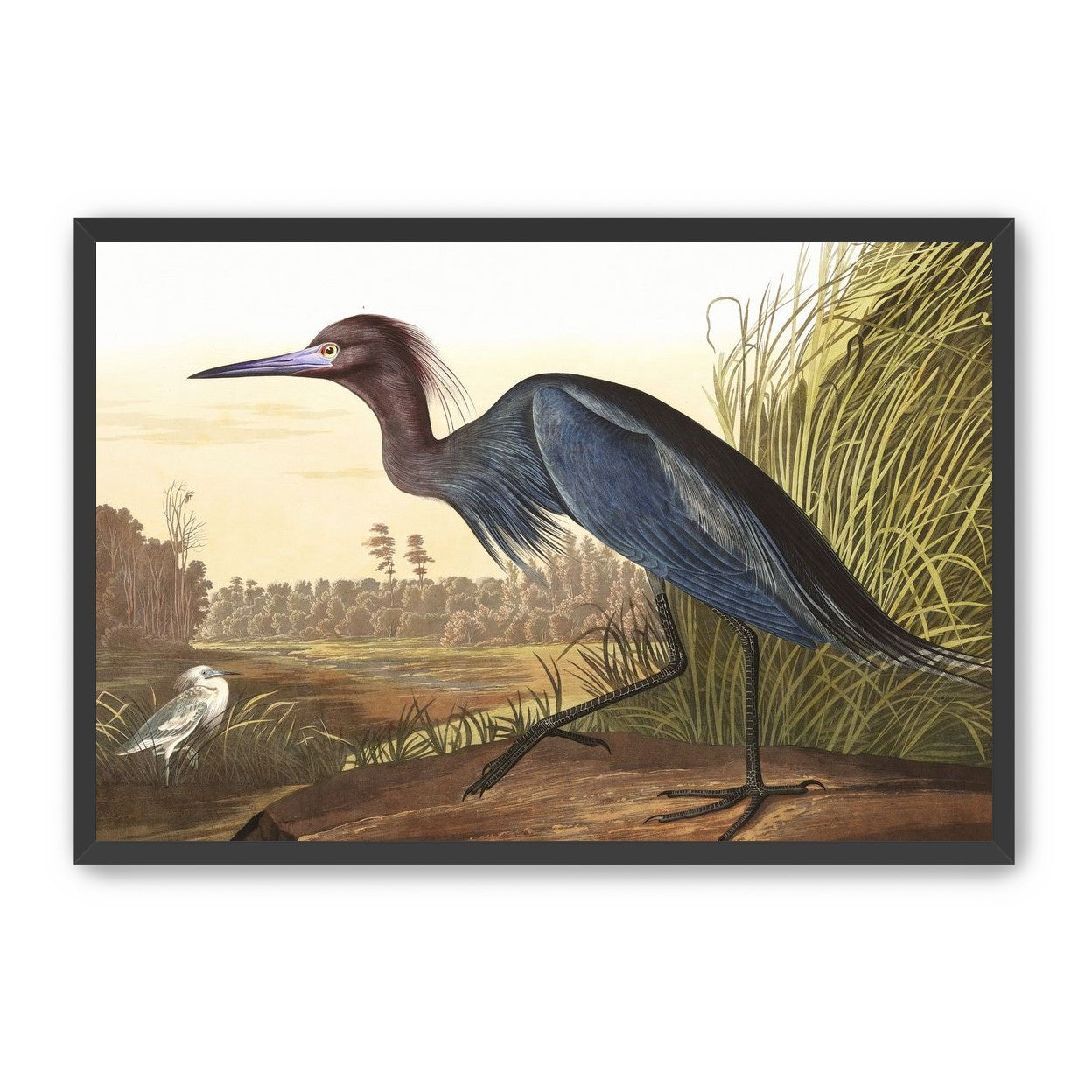 Great Blue Heron