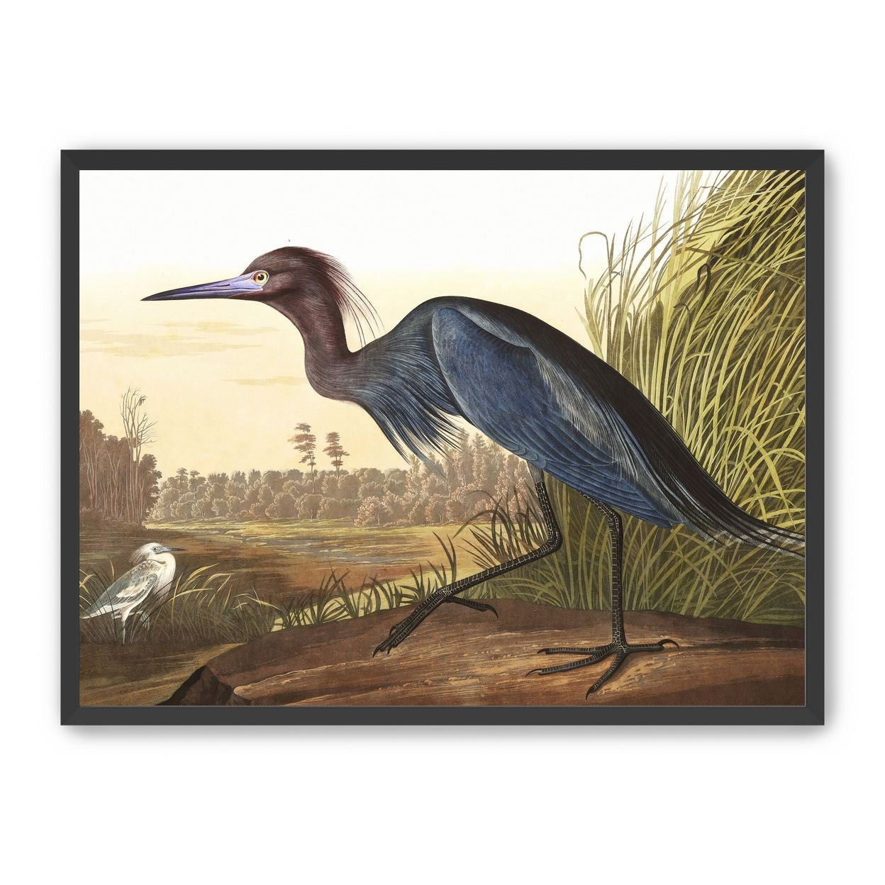 Great Blue Heron